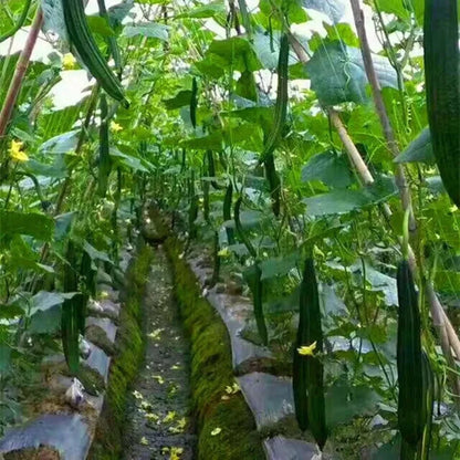 Garden Climbing Net Trellis Netting Heavy-Duty Plant Support Stand for Flowers Vegetable Vine Orchard Gardening Tools