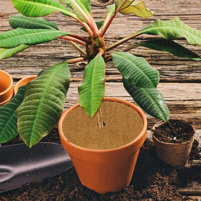 Plant Fiber Roll Natural Reptile Carpet Mat Reptile Bedding Supplies Insulation Flowerpot Basket Coconut Coir Liner Sheet Coco